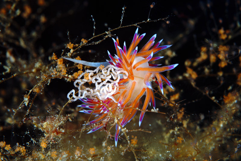 Riproduzione Cratena peregrina